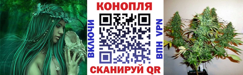 Конопля гибрид  Высоковск 
